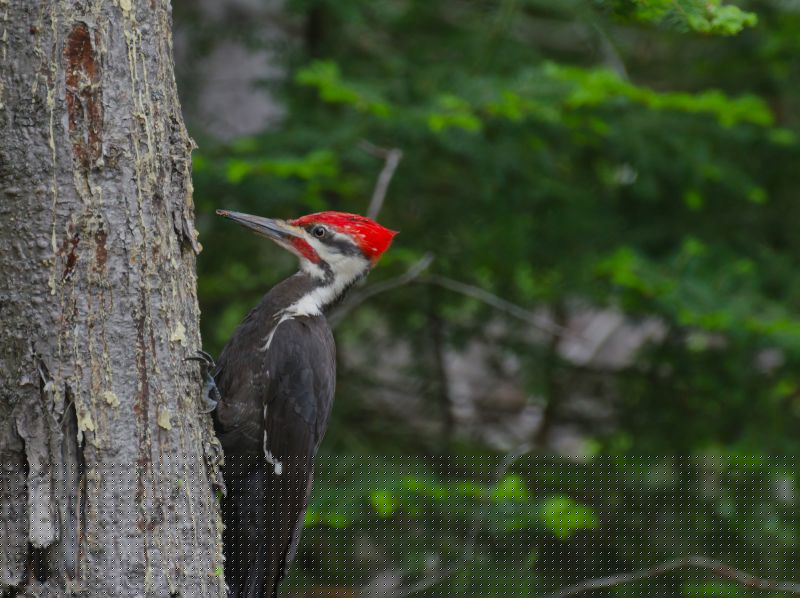 Woodpecker Hole Filling