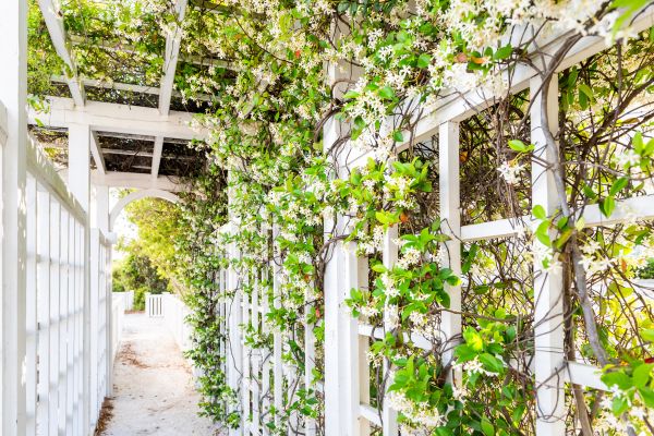 Cost of Trellis Repair in Delaware