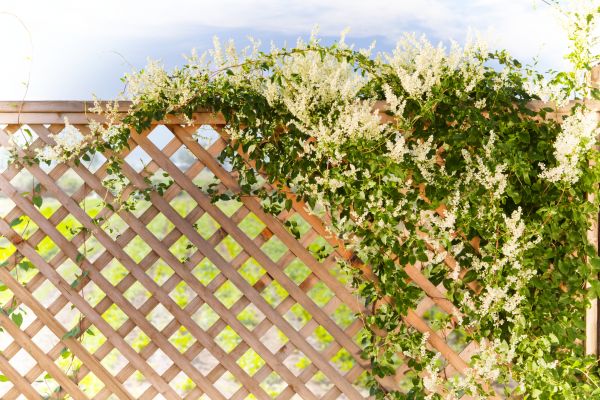 Cost of Lattice Repair in Delaware
